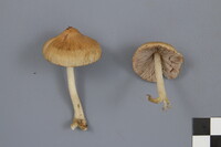 Inocybe rimosa image